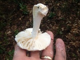 Amanita hesleri image