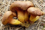 Phylloporus rhodoxanthus image