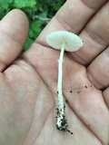 Leucocoprinus fragilissimus image