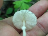 Leucocoprinus fragilissimus image