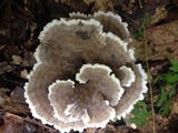 Thelephora terrestris image
