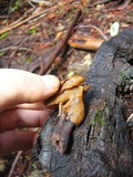 Gyromitra infula image