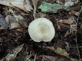 Clitocybe odora image