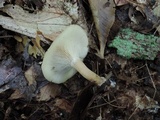 Clitocybe odora image