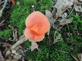 Hygrocybe marchii image