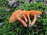 Hygrocybe marchii image