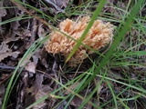 Ramaria formosa image
