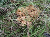 Ramaria formosa image