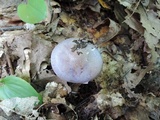 Cortinarius iodes image