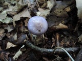 Cortinarius iodes image
