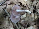 Cortinarius iodes image