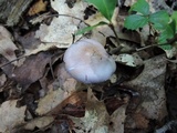 Cortinarius iodes image