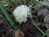 Ramariopsis kunzei image