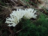 Ramariopsis kunzei image