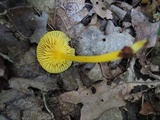 Gloioxanthomyces vitellinus image