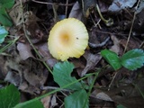 Gloioxanthomyces vitellinus image