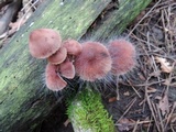 Spinellus fusiger image