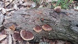 Phellinus gilvus image