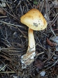 Cortinarius delibutus image