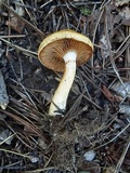Cortinarius delibutus image