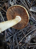 Cortinarius delibutus image