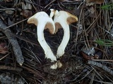 Cortinarius delibutus image
