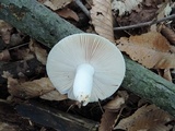 Russula parvovirescens image