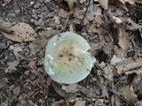Russula parvovirescens image