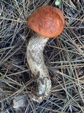 Leccinum vulpinum image