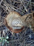 Leccinum vulpinum image