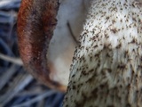 Leccinum vulpinum image