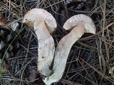 Leccinum vulpinum image