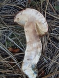 Leccinum vulpinum image