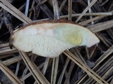 Leccinum vulpinum image