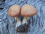 Cystodermella cinnabarina image