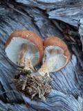 Cystodermella cinnabarina image