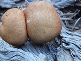 Cystodermella cinnabarina image