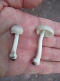 Amanita farinosa image