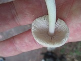 Amanita farinosa image