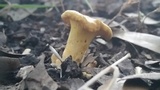 Cantharellus lateritius image