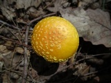 Amanita frostiana image