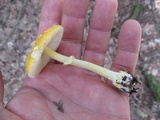 Amanita frostiana image