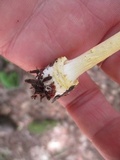 Amanita frostiana image
