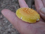 Amanita frostiana image