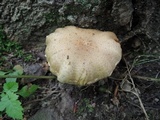 Pholiota angustipes image