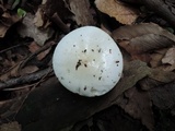 Hygrophorus eburneus image