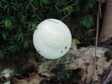 Hygrophorus eburneus image