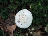 Hygrophorus eburneus image