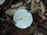 Hygrophorus eburneus image