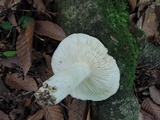 Russula heterophylla image